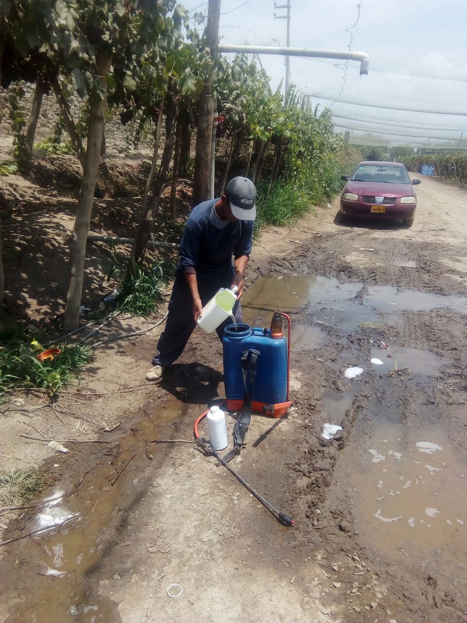 二氢茉莉酸丙酯秘鲁客户葡萄试验